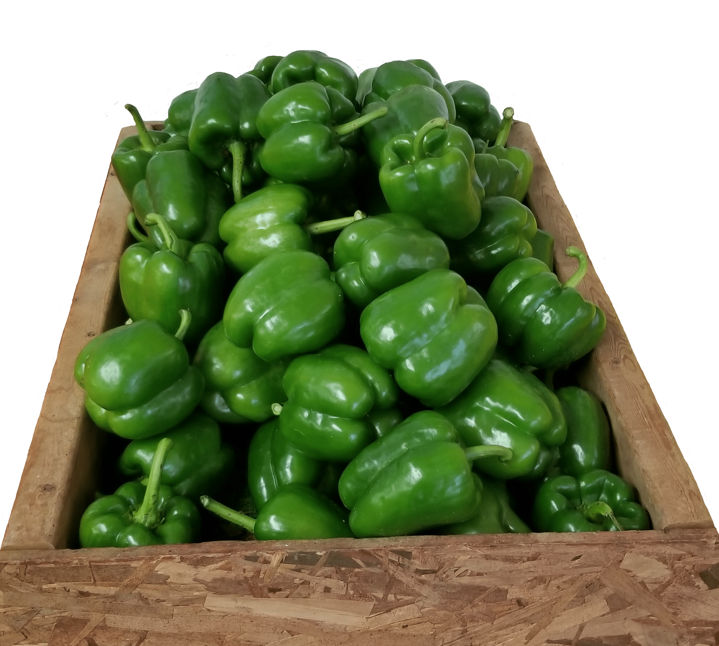 Boca Bell Pepper (Treated Seed)