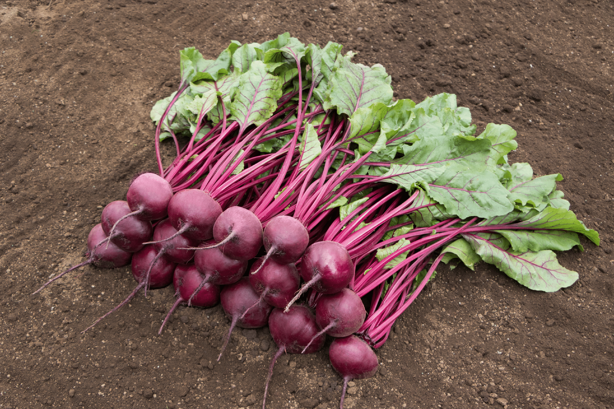 Bresko Beet (Treated Seed)