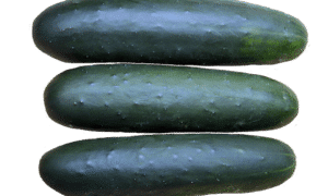 Brickyard Cucumber (Farmore Treated)