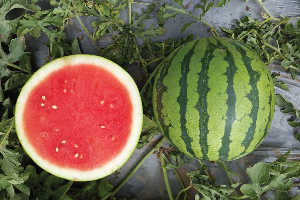 Cheetah Watermelon (Treated Seed)