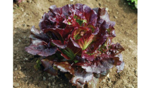 Cherokee RZ Lettuce (Untreated Seed with Organic Prime/Pellet)