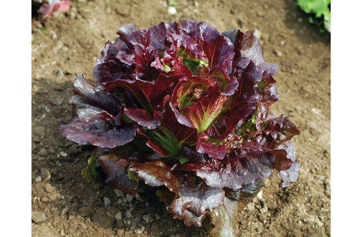 Cherokee RZ Lettuce (Untreated Seed with Organic Prime/Pellet)
