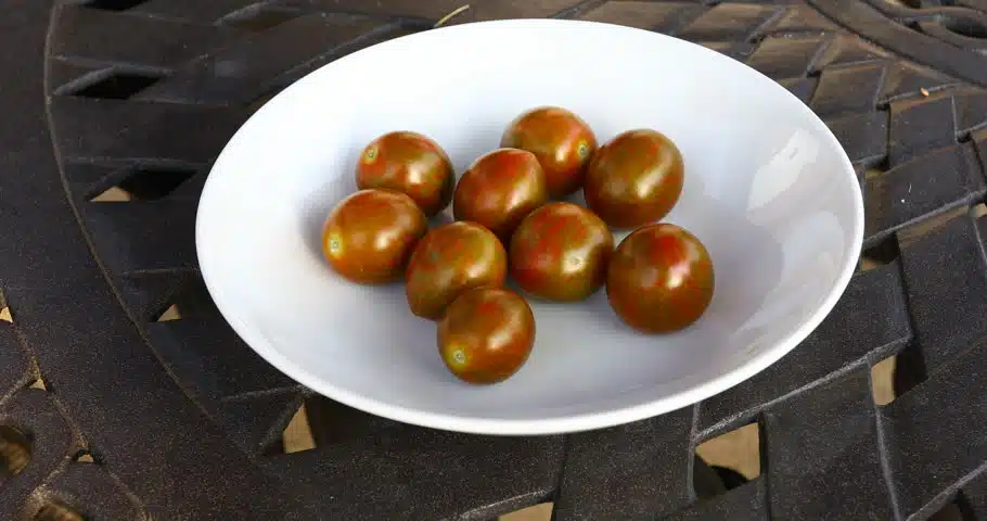 Chocolate Sprinkles Tomato (Not Treated)