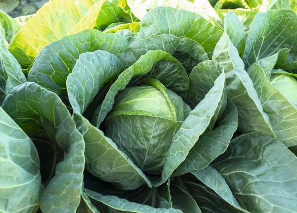 Conqueror (Treated Seed)