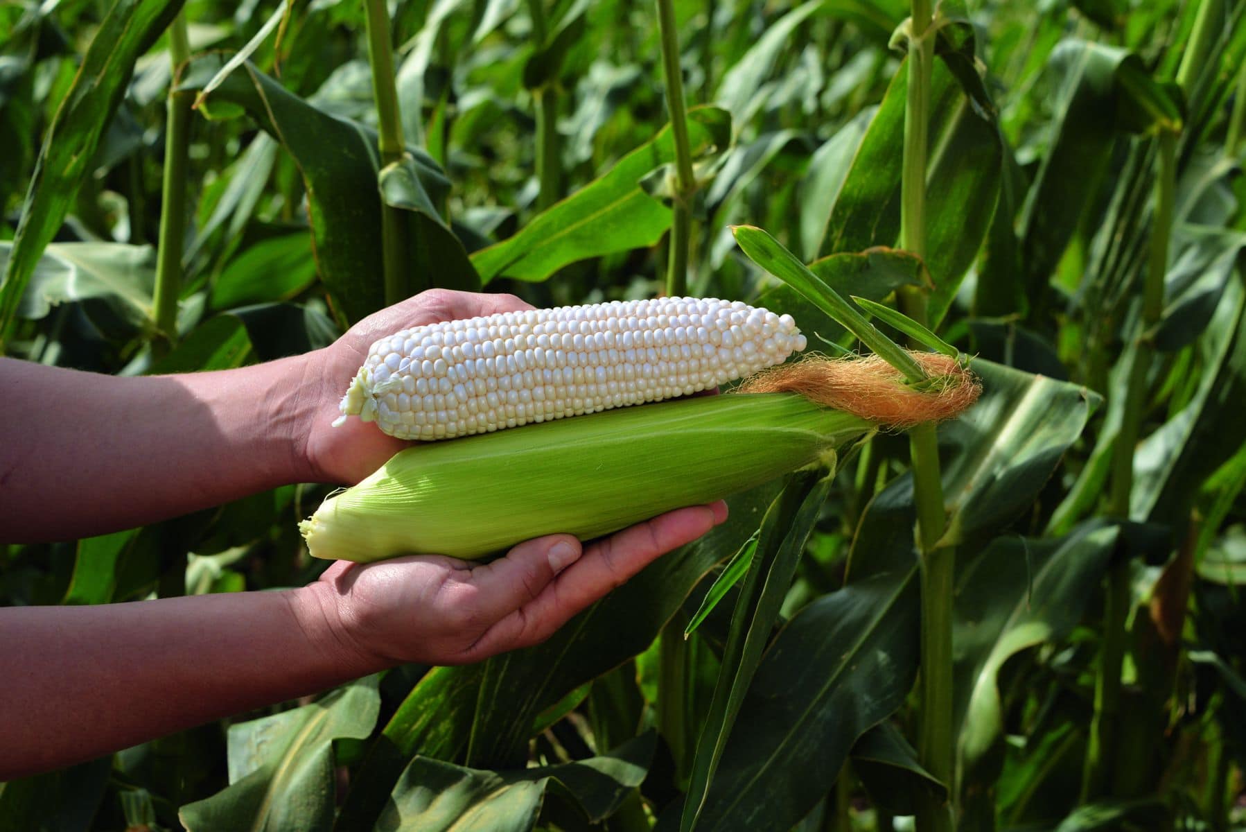 Coronado Sweet Corn (Cruiser Treated) - Image 2