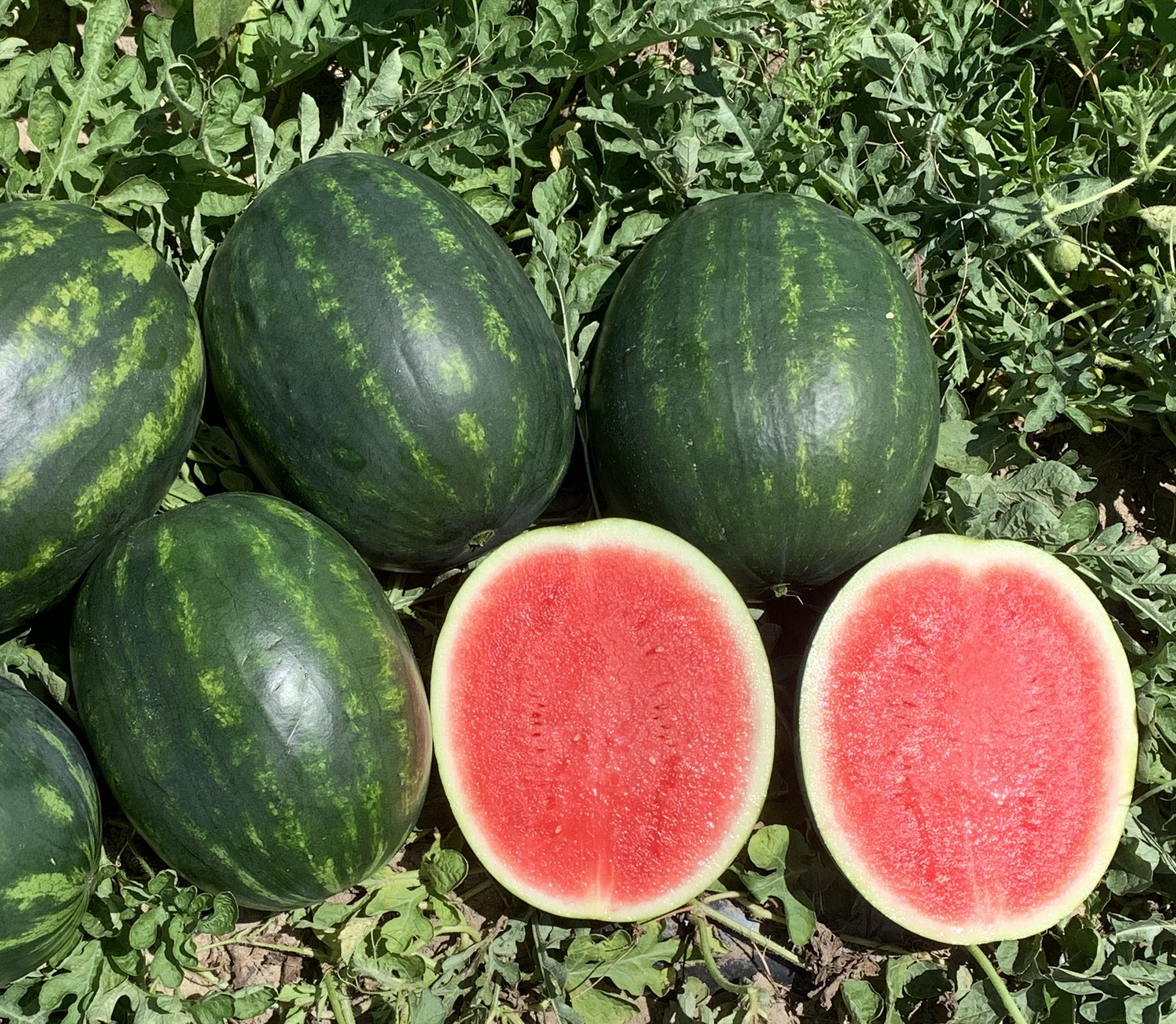 Crackerjack Watermelon (Not Treated)