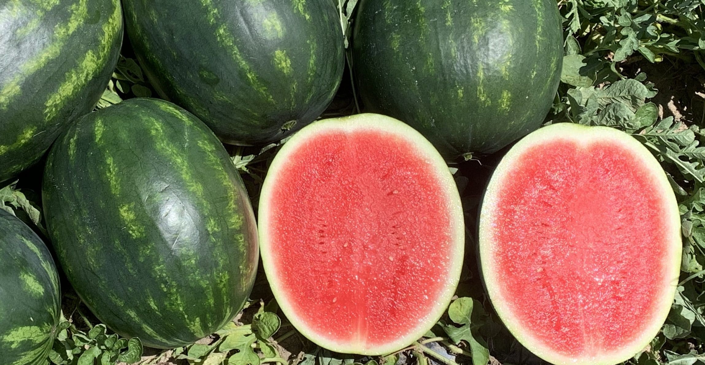Crackerjack Watermelon (Not Treated) - Image 7