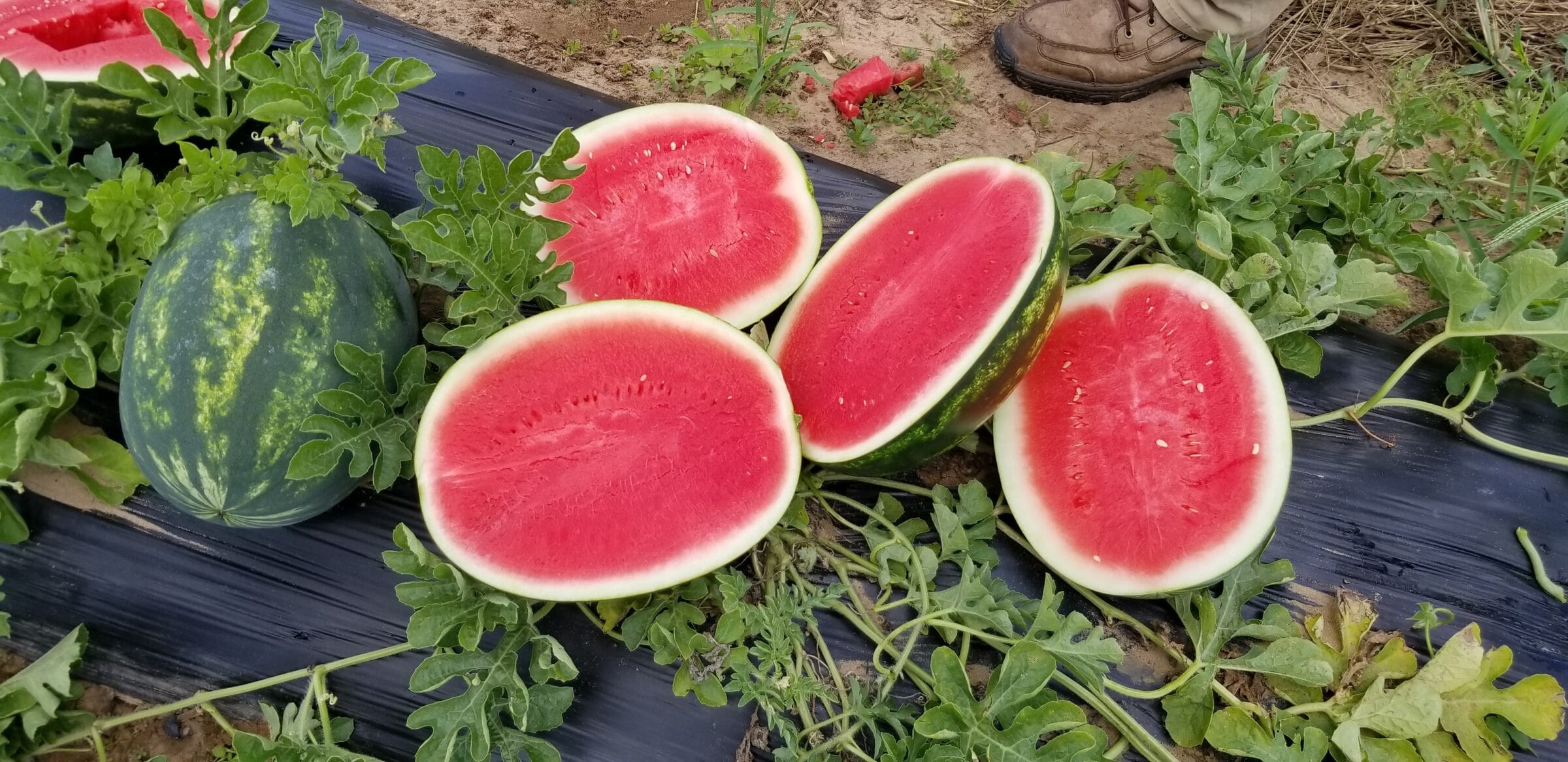 Crackerjack Watermelon (Not Treated) - Image 5