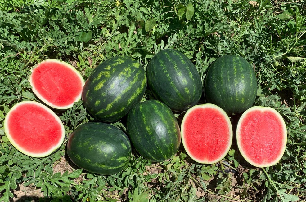 Crackerjack Watermelon (Not Treated) - Image 6