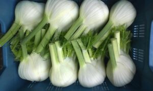 Fennel Dragon (Not Treated)
