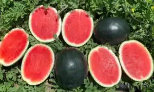Blackjack Watermelon (Not Treated)