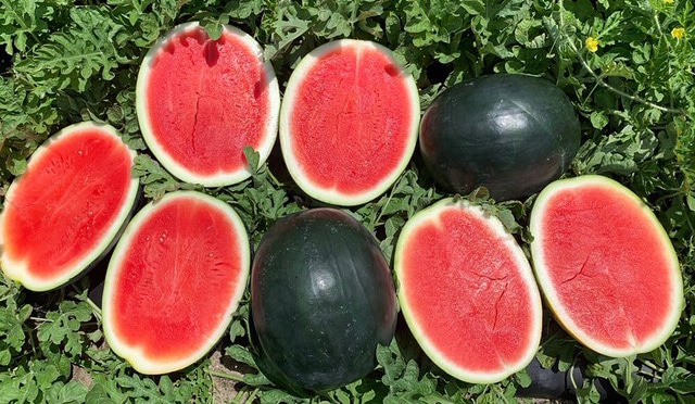 Blackjack Watermelon (Not Treated)