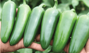 Everman Jalapeno Pepper (Treated Seed)