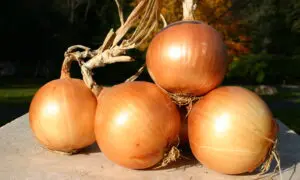 Expression Onion (Not Treated)