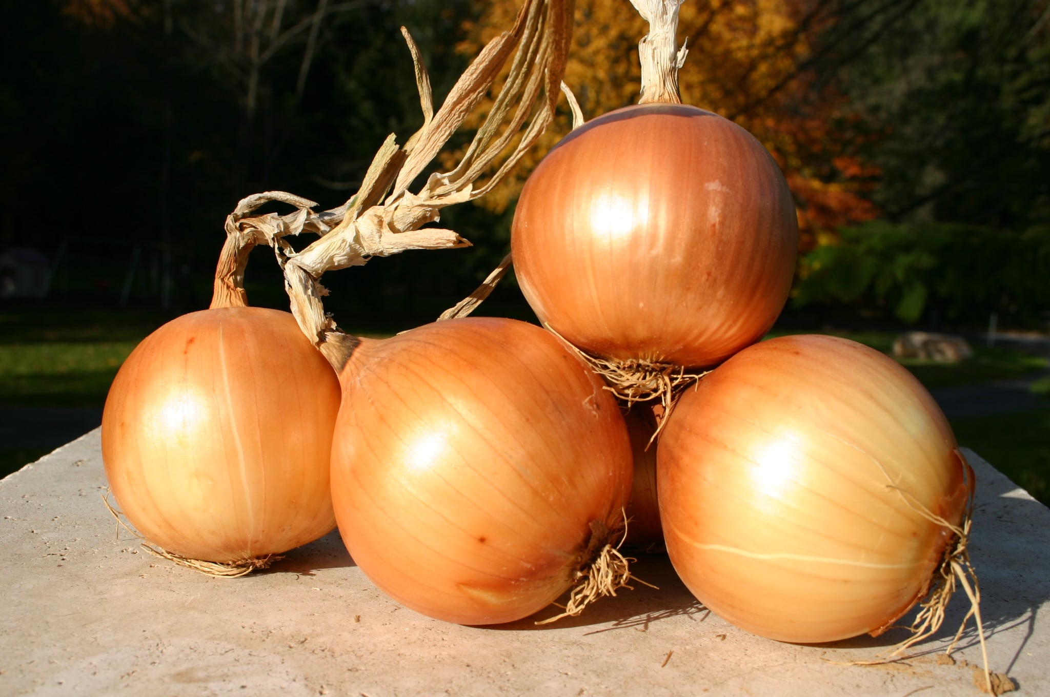 Expression Onion (Not Treated)