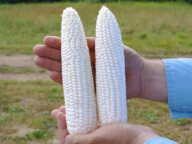 Glacial Sweet Corn (Cruiser Treated)