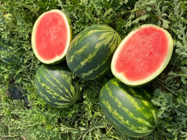 Guardsman Watermelon (Not Treated) - Image 2