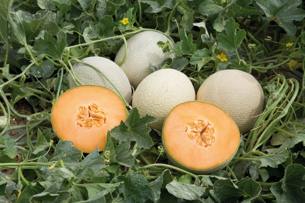 Hermosa Beach Cantaloupe (Treated Seed)