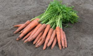 Istanbul Carrot (Not Treated)
