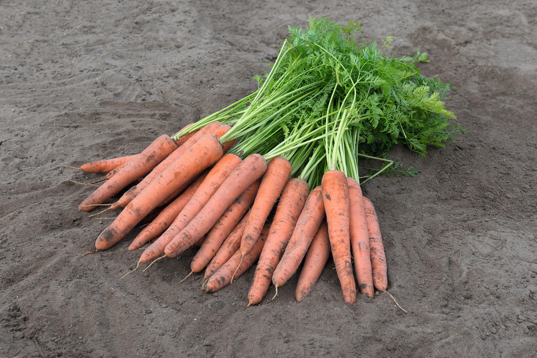 Istanbul Carrot (Not Treated)