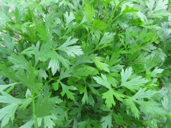 Parsley Italian Giant Seedway Strain (Not Treated)