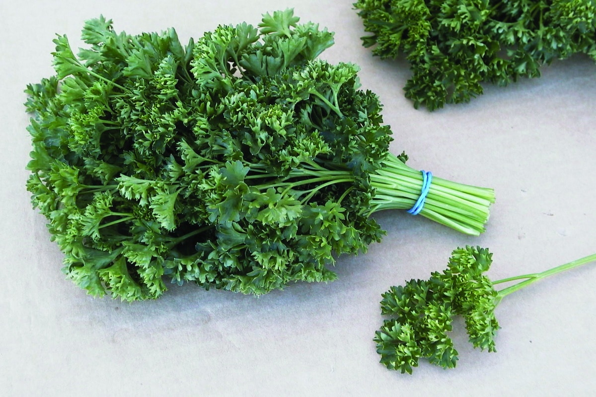 Parsley Jade (Not Treated)