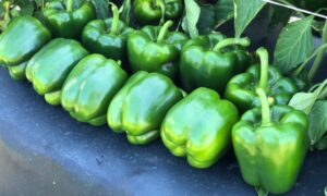Labelle Bell Pepper (Treated Seed)