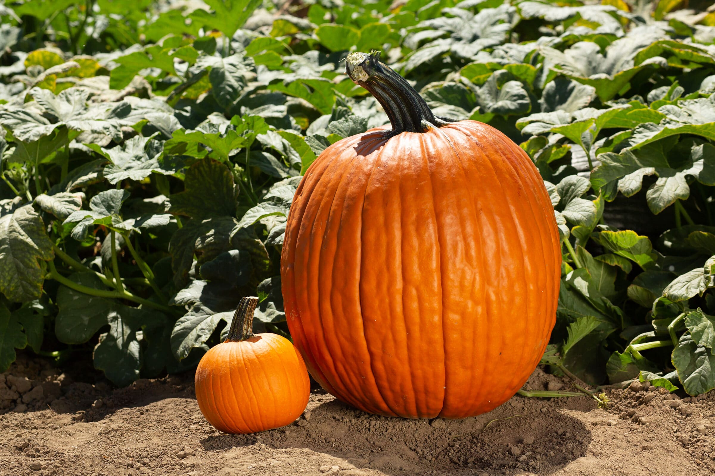 Large Marge Pumpkin (Farmore) - Image 2