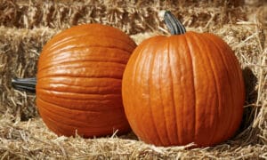 Large Marge Pumpkin (Farmore)