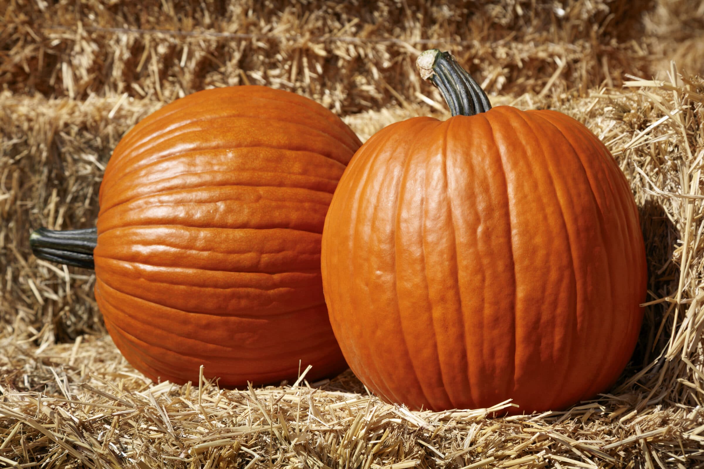 Large Marge Pumpkin (Farmore)