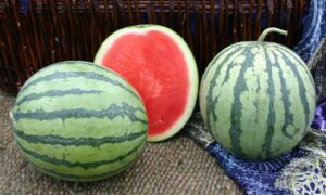 Leopard Watermelon (Primed)