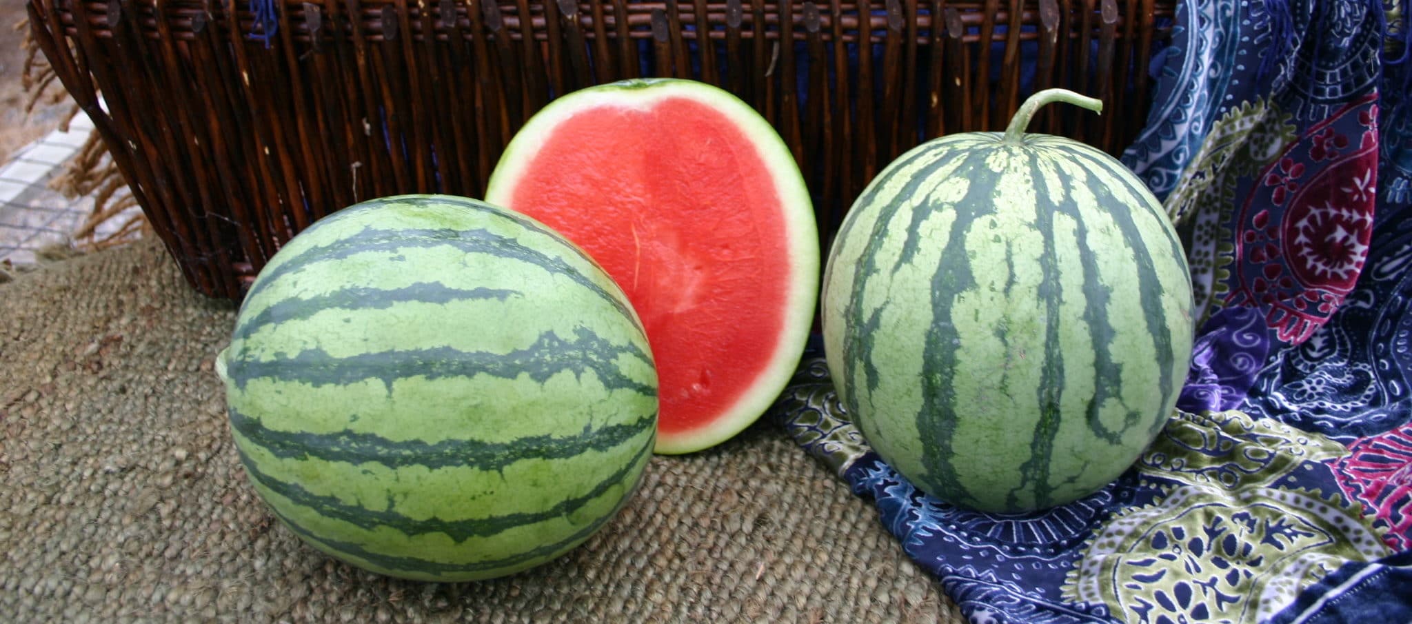 Leopard Watermelon (Primed)