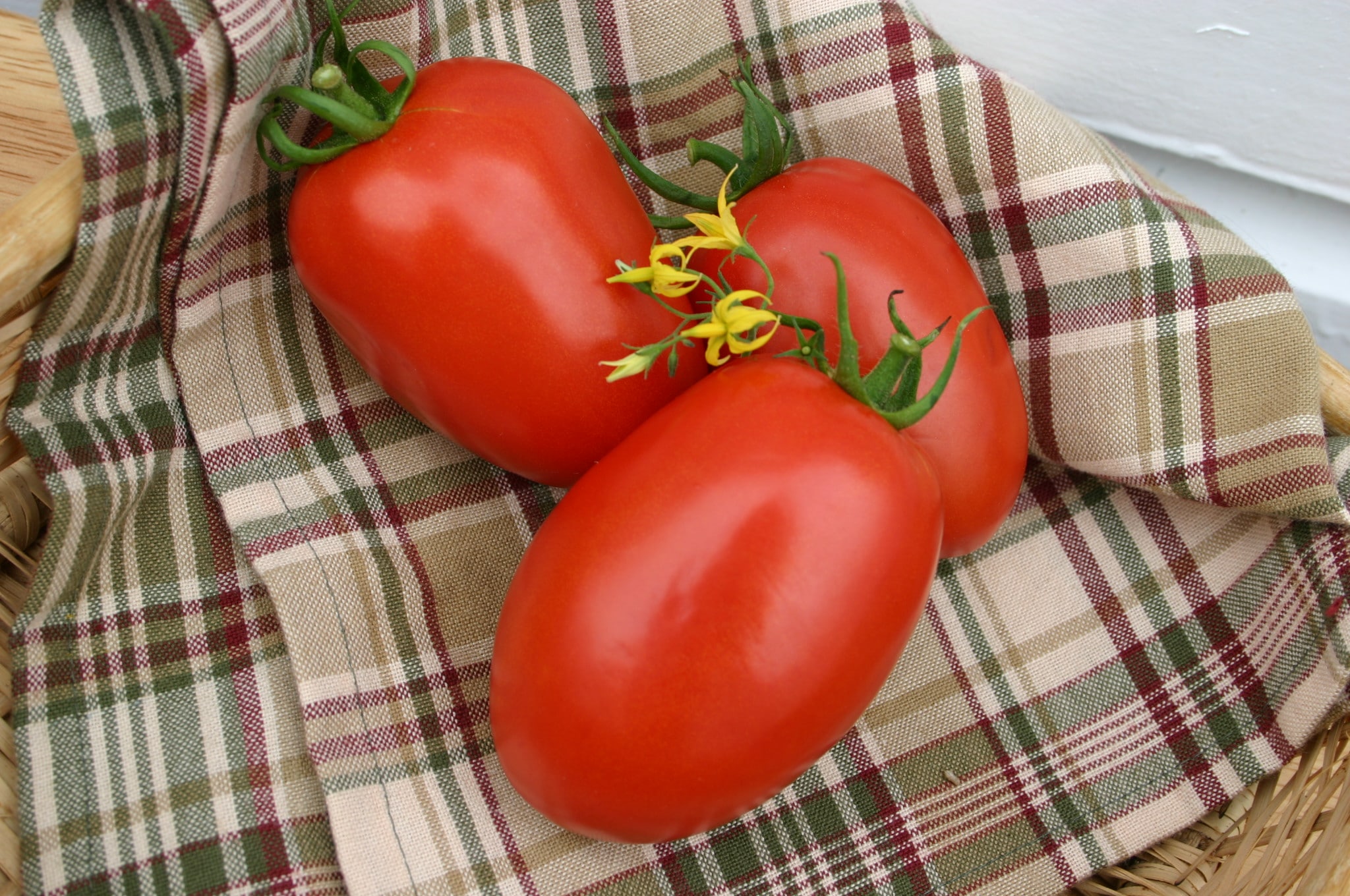 Monica Tomato (Pelleted)