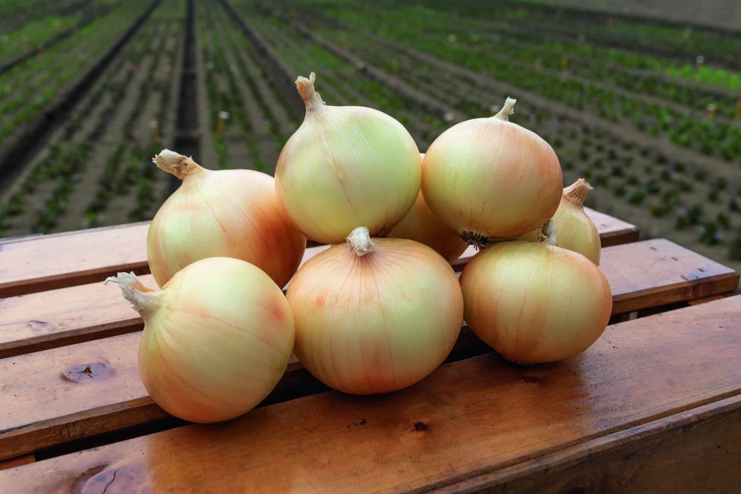 Maragogi Onion (Treated Seed)