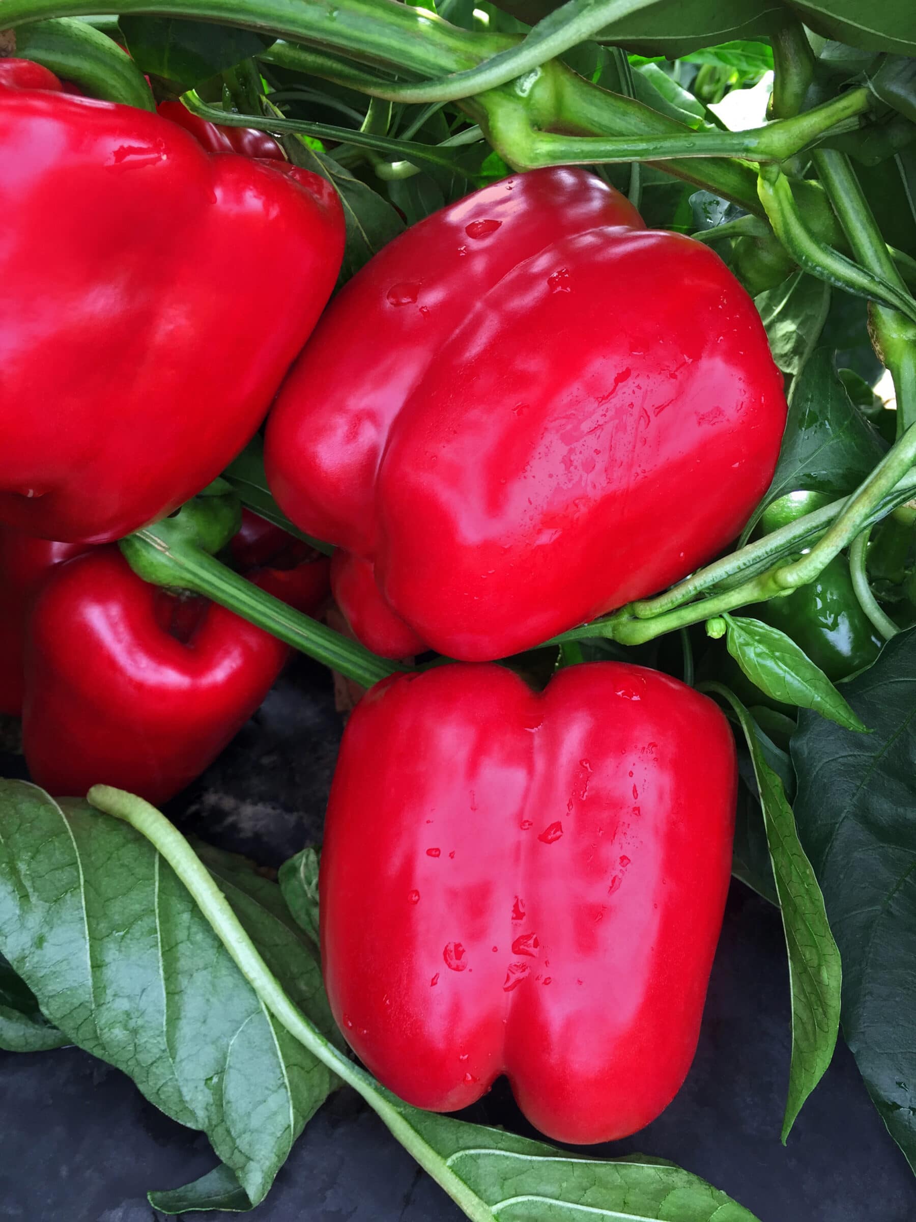 Mercer Bell Pepper (Treated Seed)