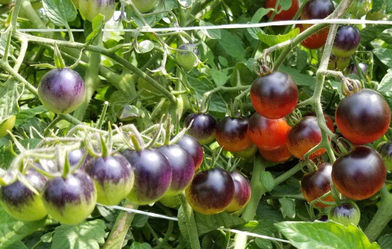 Midnight Snack Tomato (Treated Seed)
