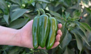 Mixteco Jalapeno Pepper (Not Treated)
