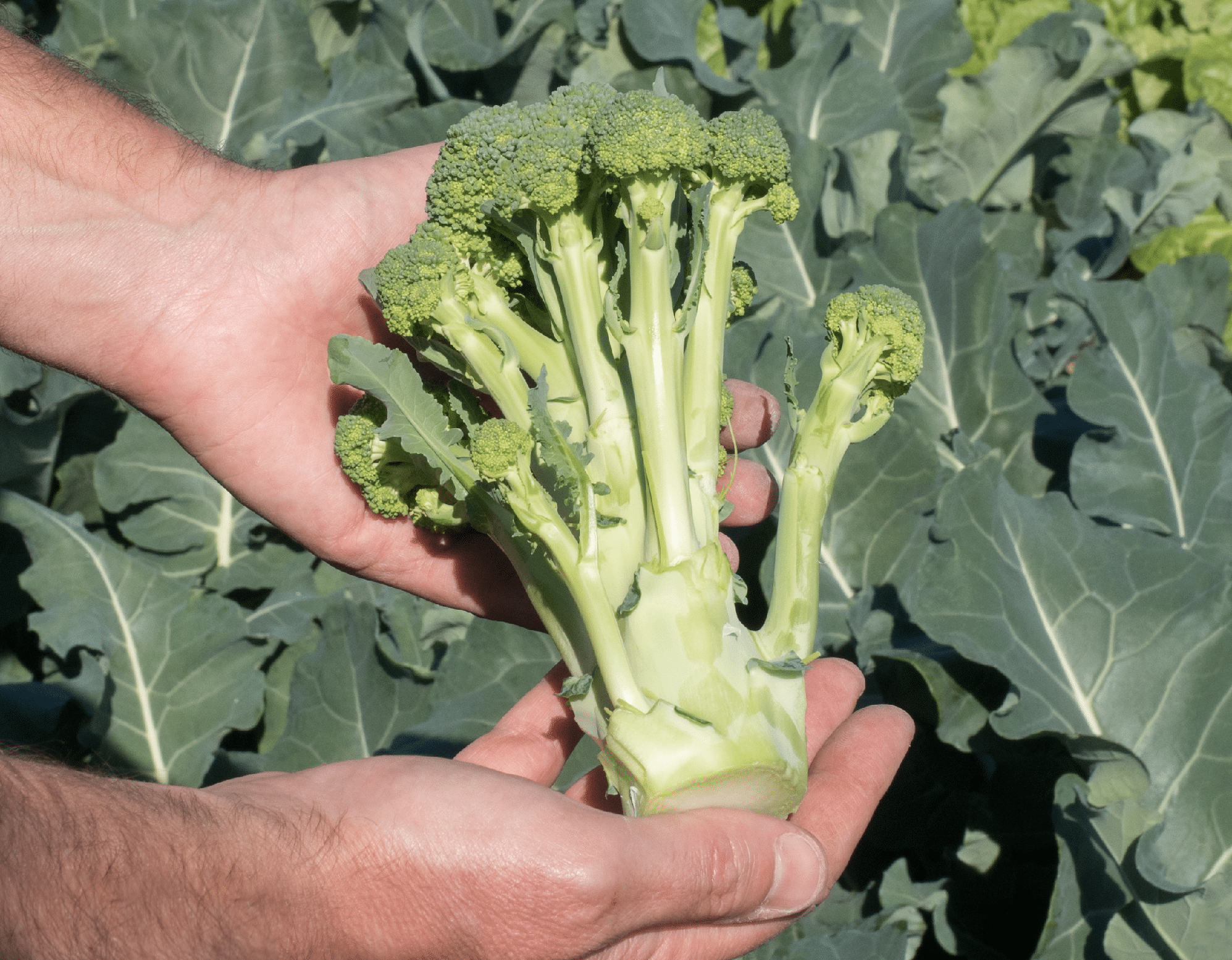 Montebello Broccoli (Treated Seed)