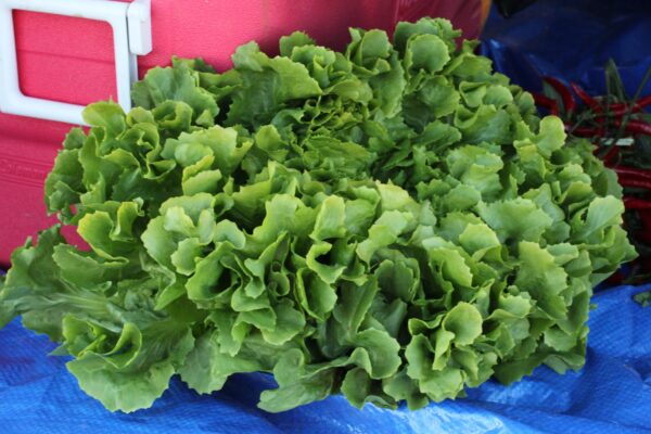 Olmos Escarole (Primed, Pelleted)