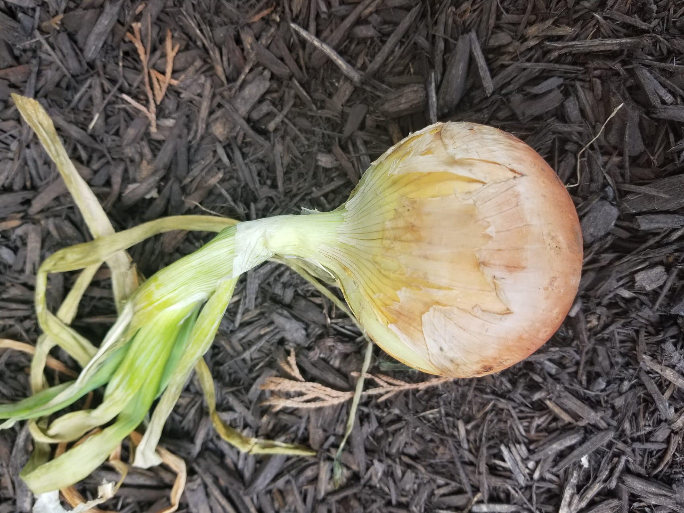 Oneida Onion (Treated Seed) - Image 3
