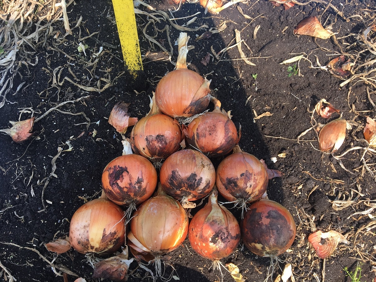 Oneida Onion (Treated Seed) - Image 2