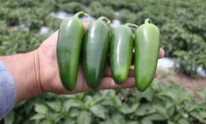 Orizaba Jalapeno Pepper (Treated Seed)