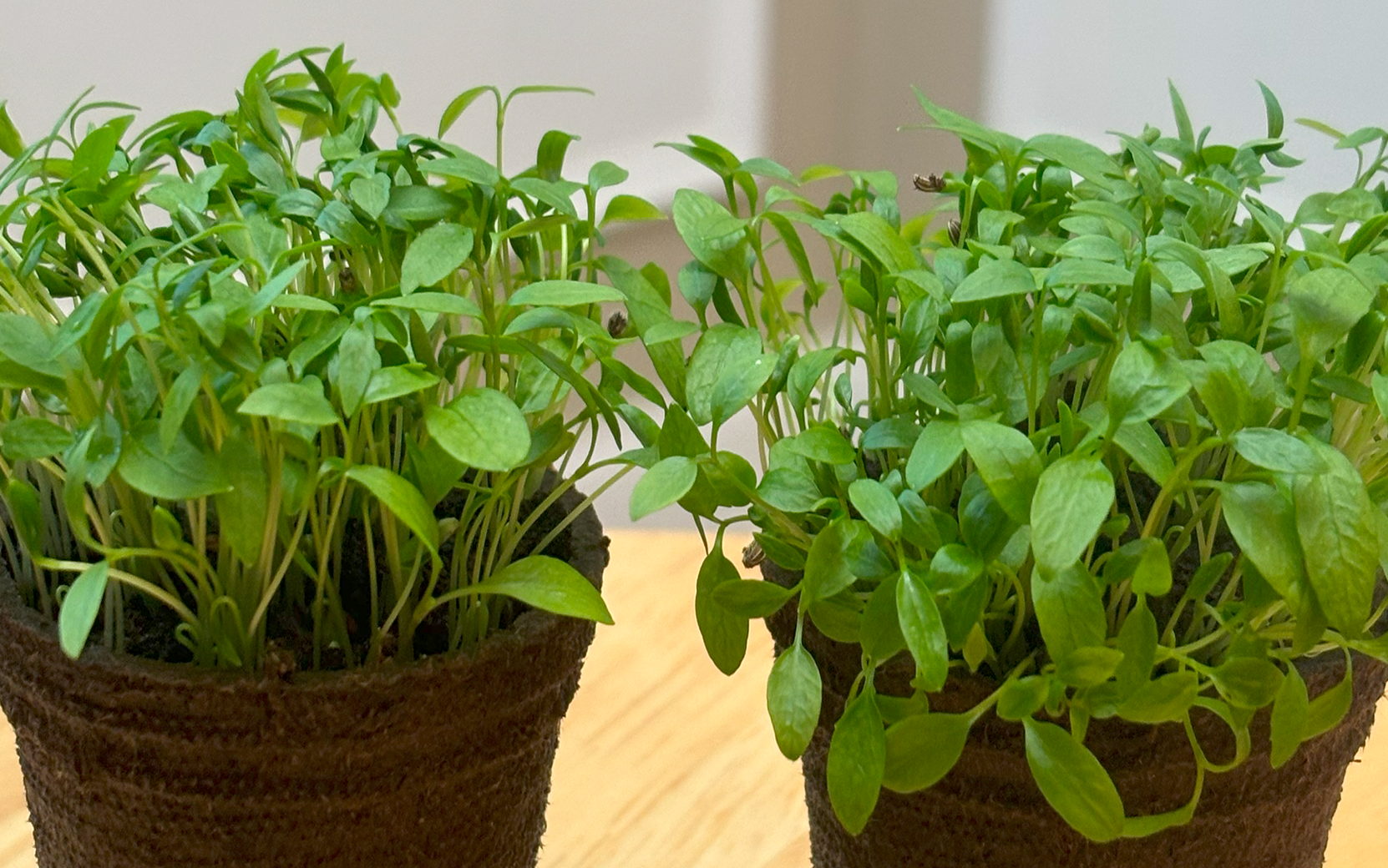 Parsley Italian Giant Seedway Strain (Not Treated) - Image 2
