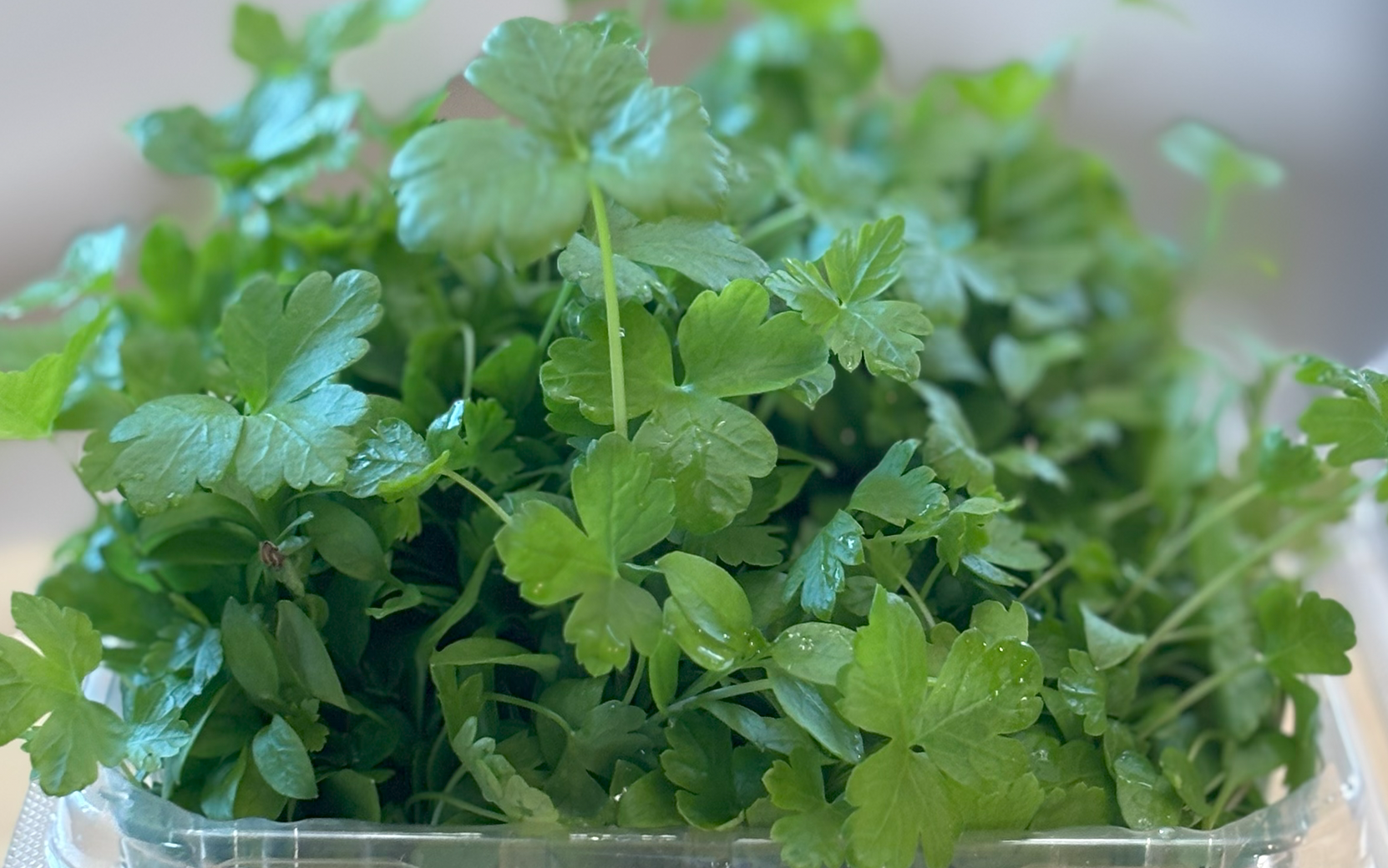 Parsley Italian Giant Seedway Strain (Not Treated) - Image 3