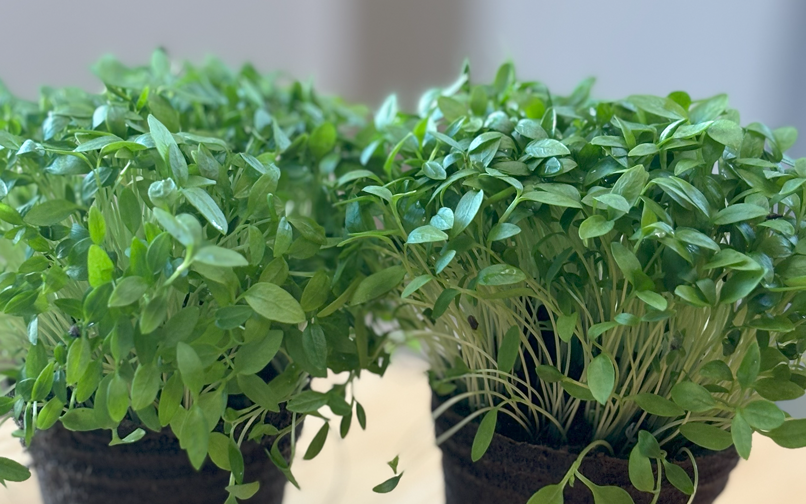 Parsley Jade (Not Treated) - Image 3