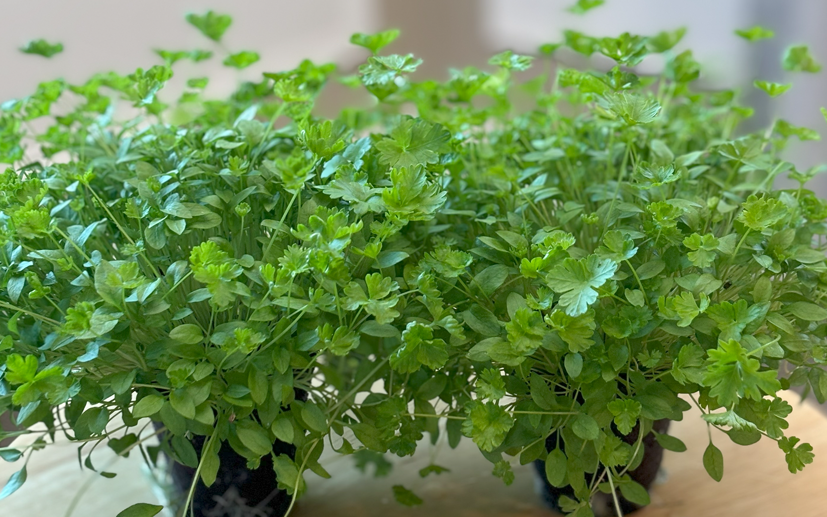 Parsley Jade (Not Treated) - Image 4
