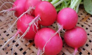 Pink Celebration Radish (Not Treated)