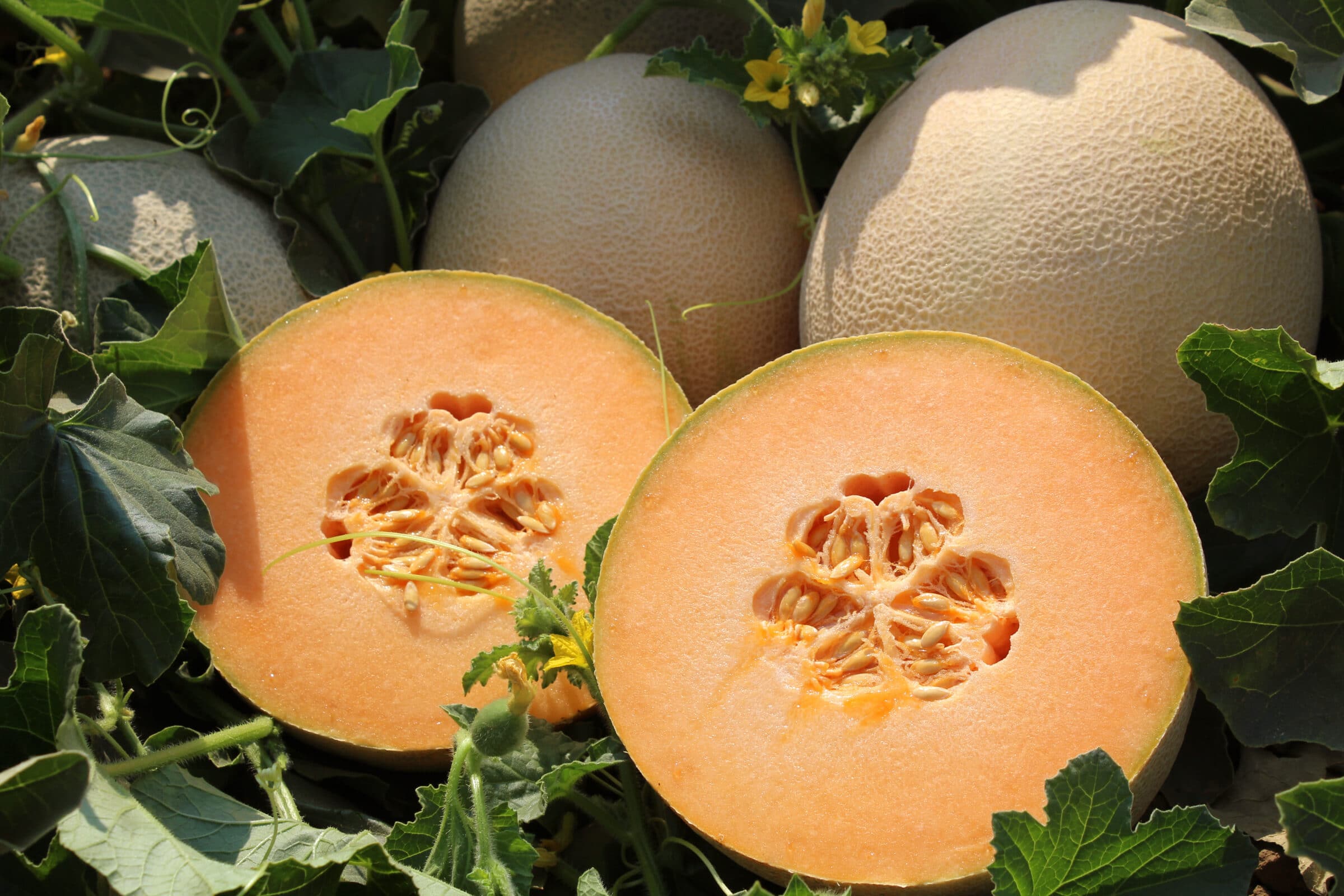 Cayucos Beach Cantaloupe (Treated Seed)