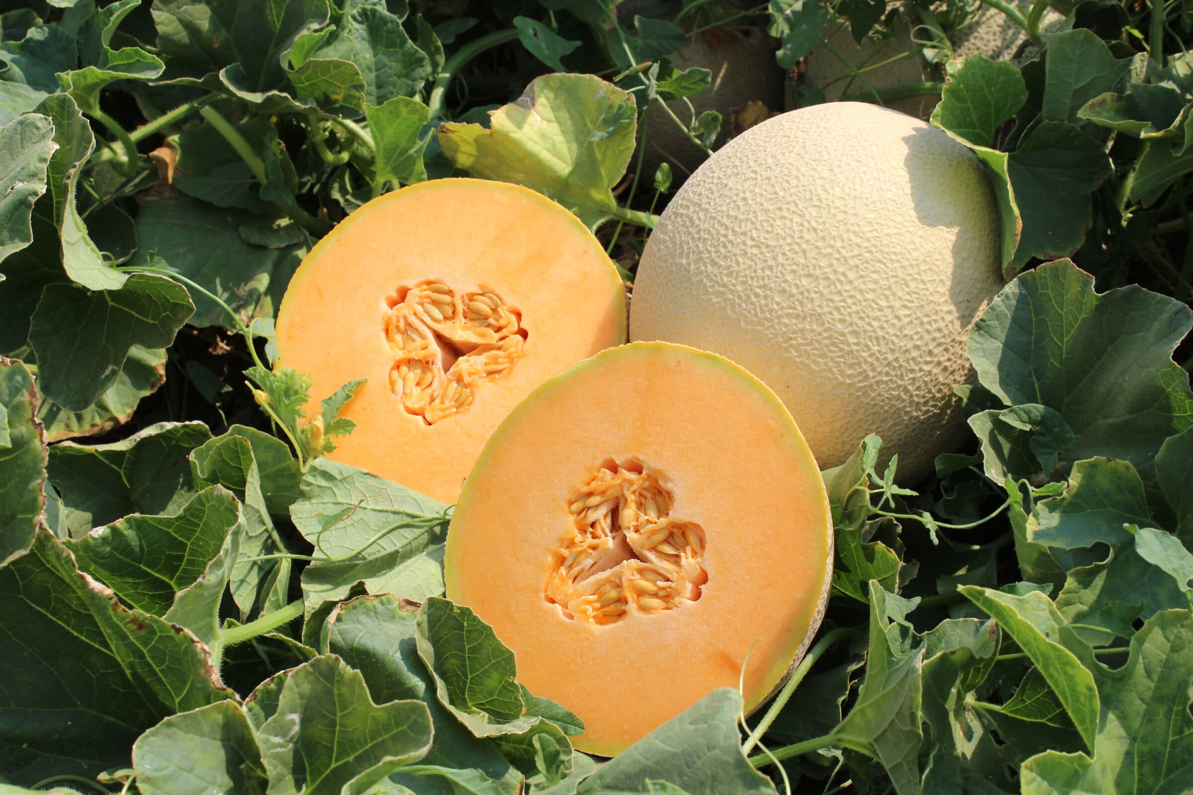 Category: Melon Seeds | Seedway
