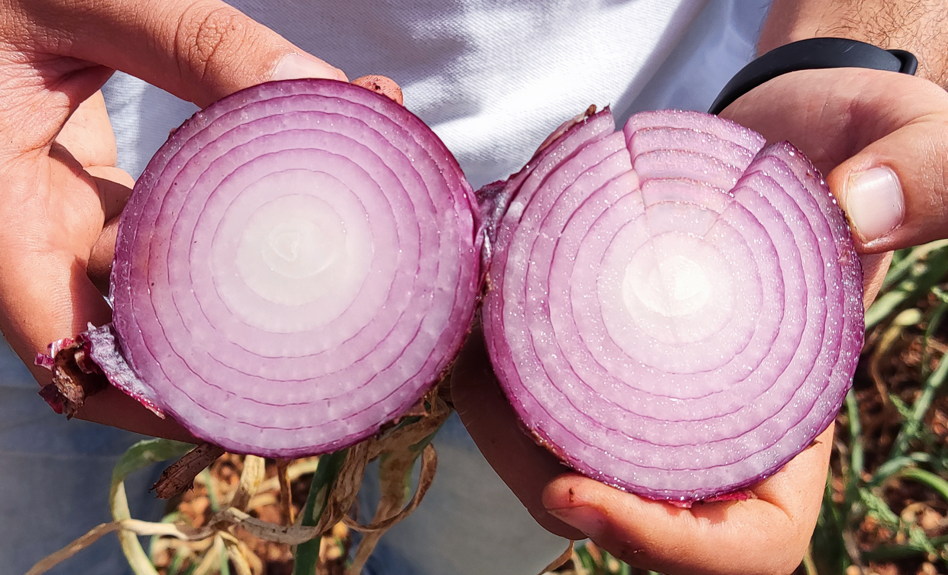 Red Angel Onion (Treated Seed) - Image 2